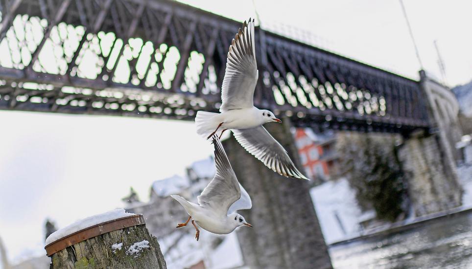 Die verfügten Vogelgrippe-Massnahmen gelten für Bargen, Beggingen, Gächlingen, Hallau, Hemmental, Merishausen, Oberhallau, Siblingen und Schleitheim. Bild: Melanie Duchene