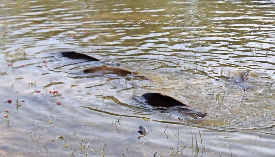 Wenn sich die Vertiefungen der Schöniwiese im Ellikerfeld aufgrund eines Hochwassers im Rhein füllen, tummeln sich bald auch Fische da, von wo sie, wenn das Wasser sinkt, nicht mehr in den Fluss zurückkommen. Bild: Roland Müller