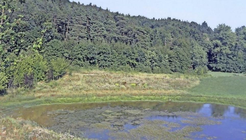 Das Naturschutzgebiet Hardtseen in Gottmadingen mit einem der drei Weiher ist Teil des FFH-Gebietes. Bilder: J. Kiechle