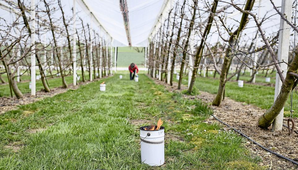 Michaela Hiltbrunner stellt zwischen den Kirschbäumen Frostkerzen auf, um die empfindlichen Pflanzen vor der Kälte zu schützen. Bild: Melanie Duchene
