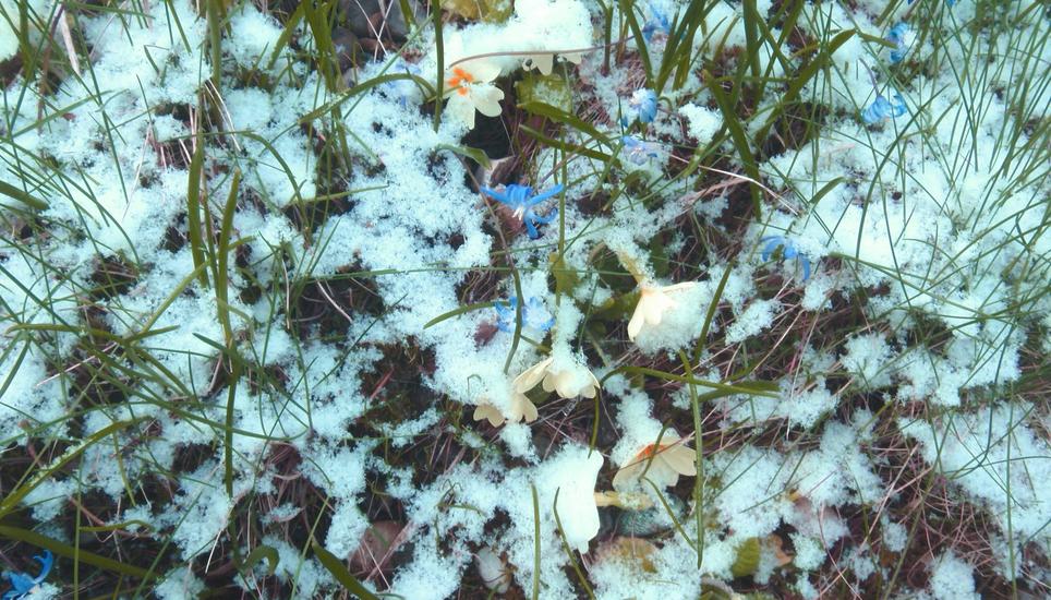 Liebliche Frühlingsboten treffen auf den zurückgekehrten Winter. Bild: Beat Schneckenburger