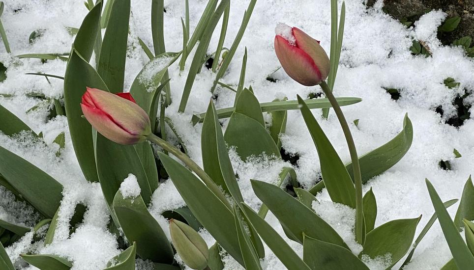 Diesen Tulpen scheint die Kälte und der Schnee nichts anzuhaben. Bild: Beatrice Bloch