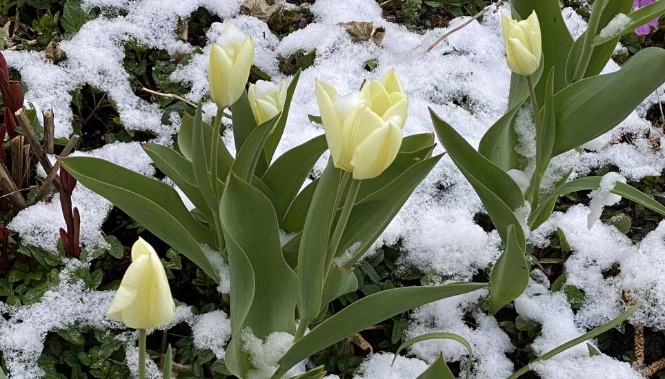Wunderschön sieht das Ganze auch bei gelben Tulpen aus. Bild: Beatrice Bloch