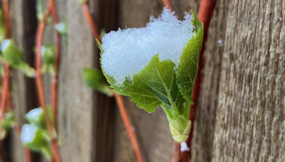 Hier hat sich der Schnee ein grünes Bett gesucht, wo er sich einnisten kann. Bild: Nadja Hirschi