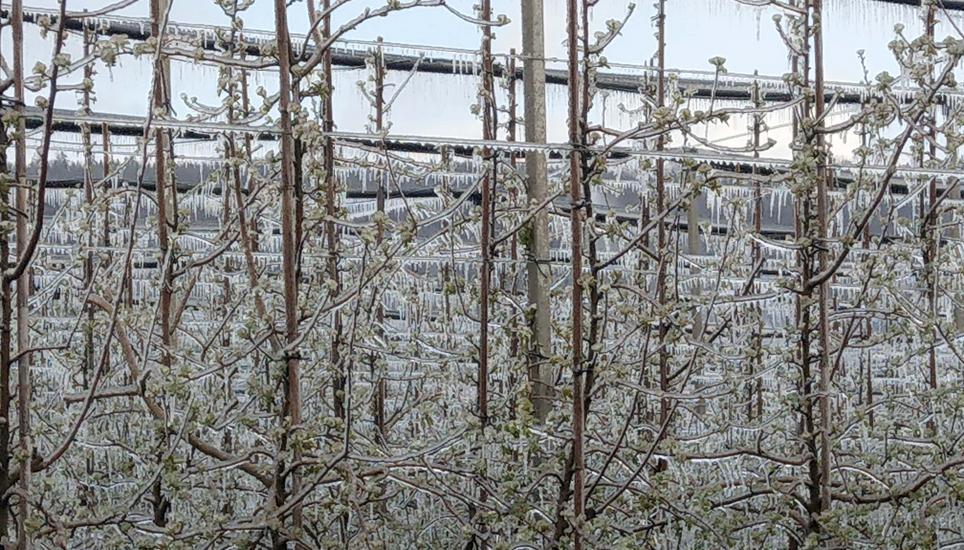 Das Eis ist gewollt und dient als Frostschutz, um eine spätere Ernte zu begünstigen. Bild: Stefan Bolli