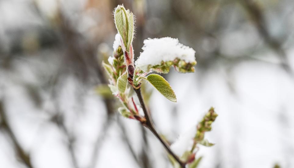 Obwohl Kälte den Knospen zusetzen kann – ein wunderschöner Anblick ist es dennoch. Bild: Melanie Duchene