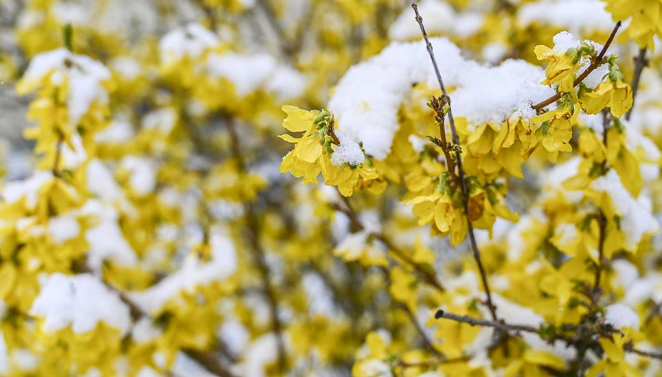 Zuerst Frühling, dann wieder Winter. Bild: Melanie Duchene