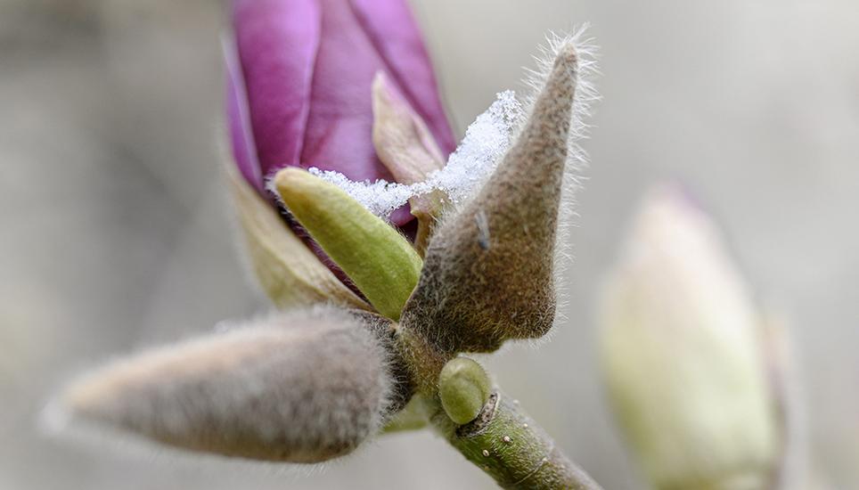 Der Winter hat sich diese Woche nochmals zurückgemeldet. Das tut nicht allen Pflanzen in den heimischen Gärten gut. Bild: Melanie Duchene