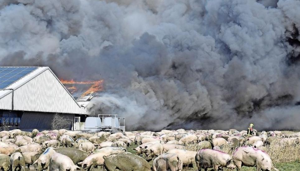 7000 Sauen und 50'000 Ferkel waren in den Ställen, als diese abbrannten. Gerettet wurden nur 1300 Tiere. Bild: Stefan Sauter/DPA