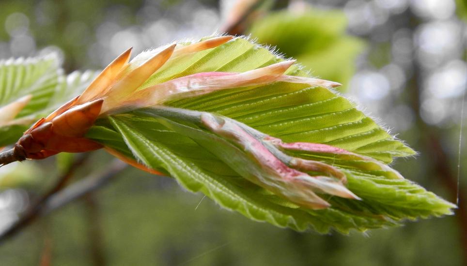 Jede Woche wird die Natur etwas grüner. Nun sind die Buchen dran. Bild: Pixabay