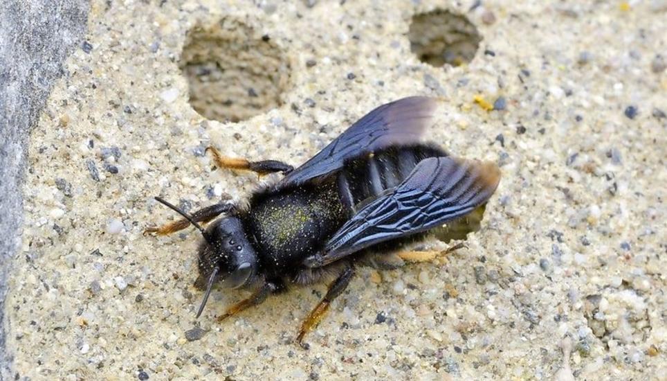 Eine Mörtelbiene nistet auf einem eigens für sie bereitgestellten Stein. Bild: zVg