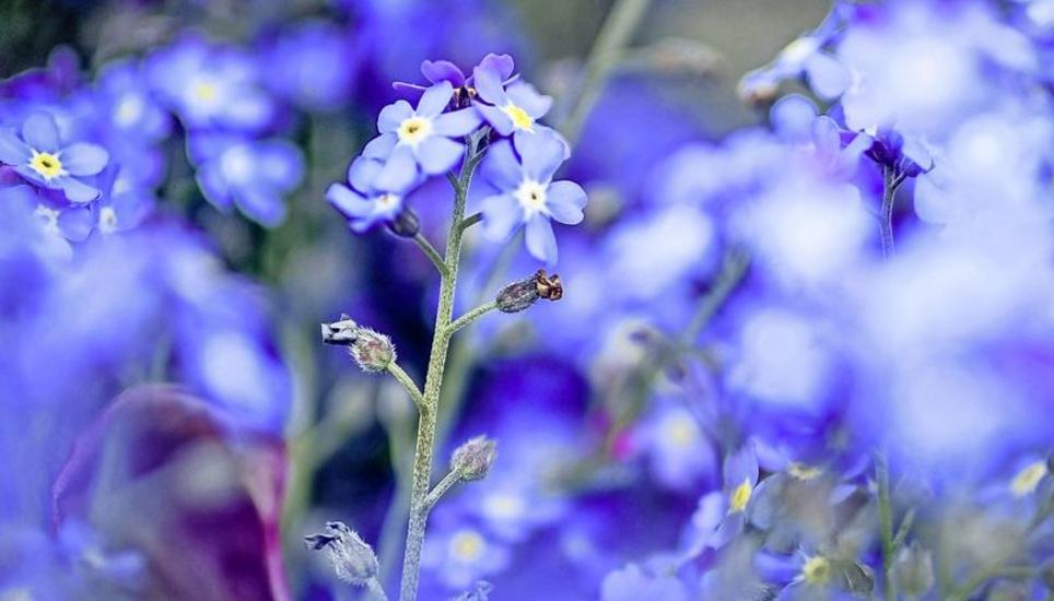 Die Blüten von gezüchteten Pflanzen mögen so faszinierend sein wie jene der Wildblumen, aber sie sind gezähmt.