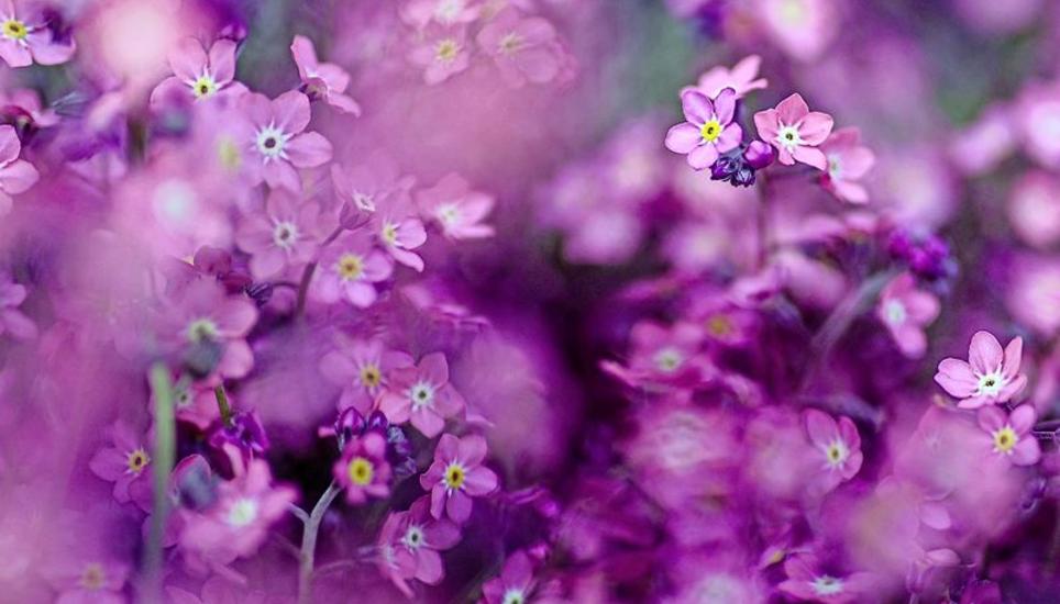 ... ob violett ...