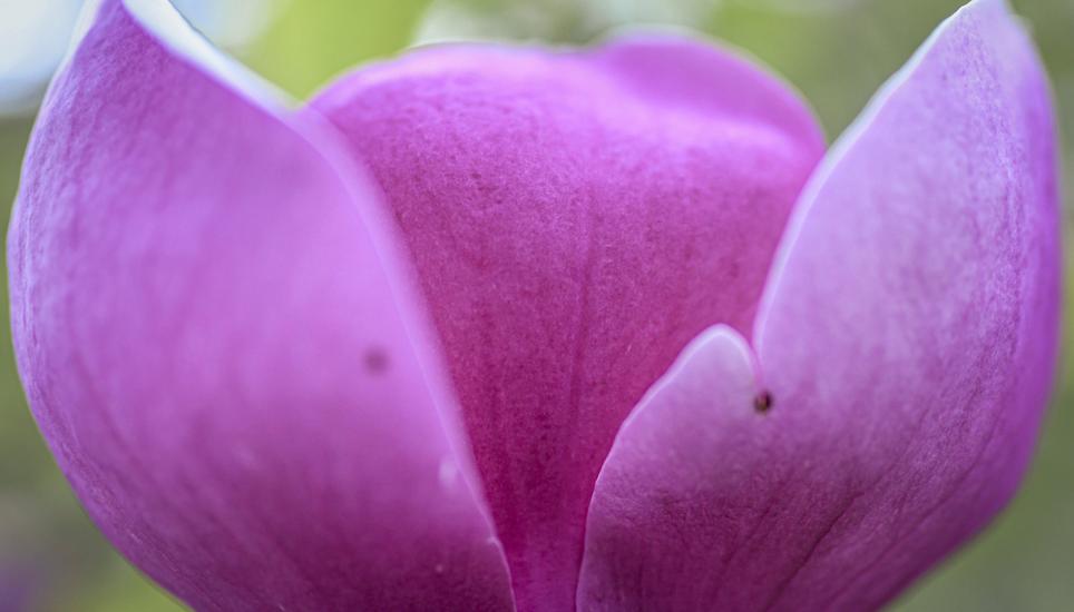 Noch eine Tulpe! Einfach wunderschön, nicht wahr?
