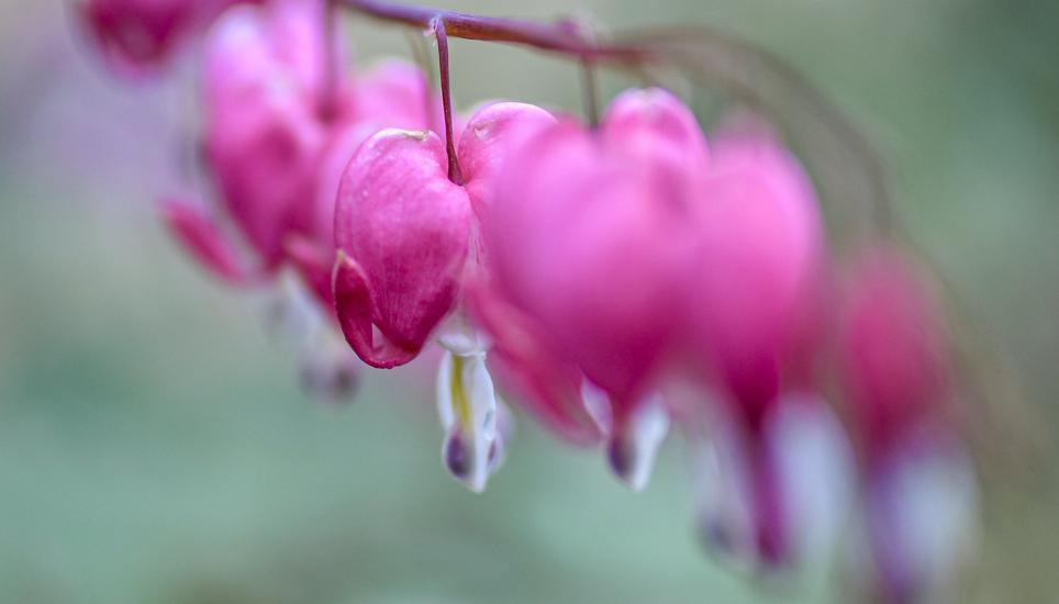 Manche Blüten sehen aus wie Girlanden.