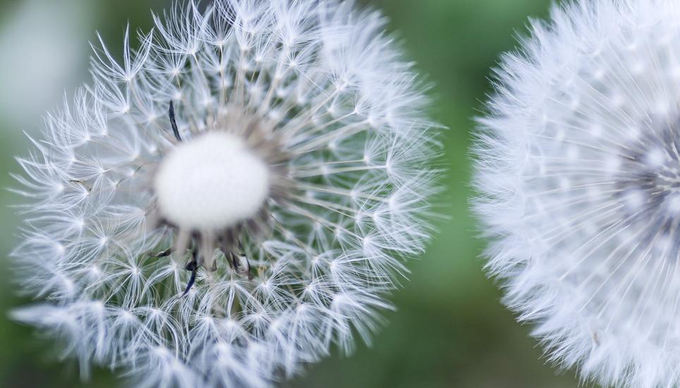 Wer denkt beim Anblick von Pusteblumen nicht auch an die eigene Kindheit?