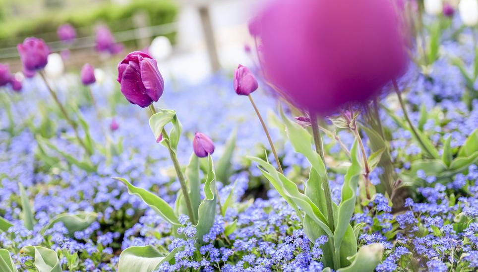 Schönheit ist vergänglich – so ist es auch mit den Blumen: Bald ist die Tulpensaison vorüber.