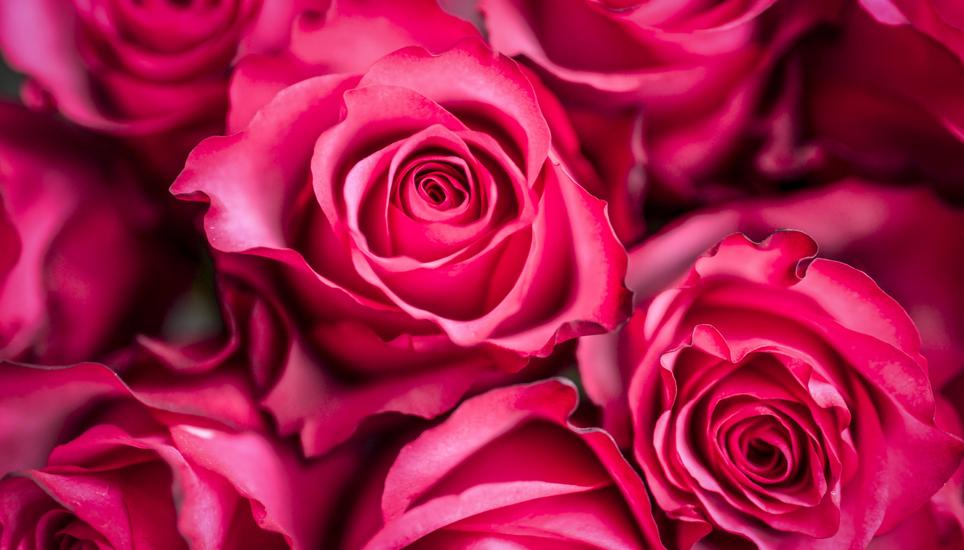 Die wohl schönste Sprache spricht wohl die Rose.