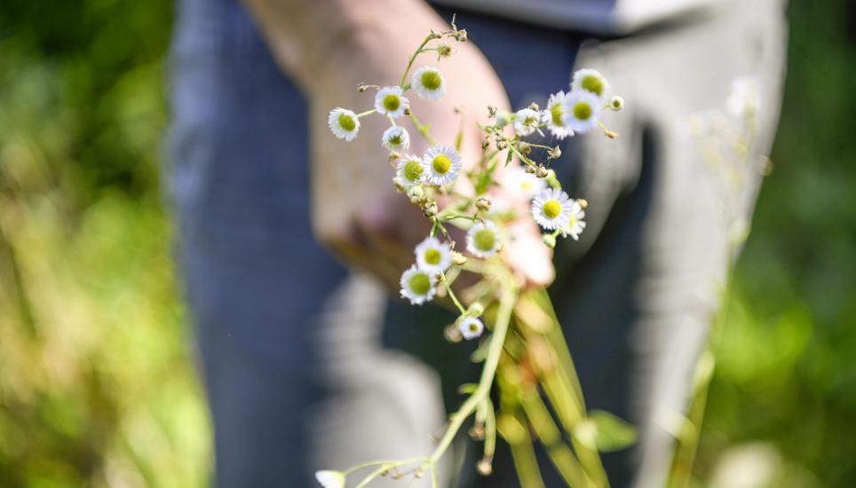 Das Einjährige Berufkraut ähnelt äusserlich zwar der Kamille, verhält sich aber weit aggressiver als diese. Bild: Melanie Duchene