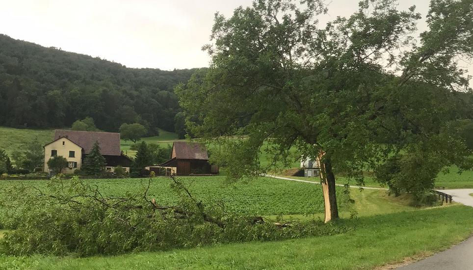 Im Liebenlosental in Beringen hat dieser Baum stark gelitten. Bild: zVg