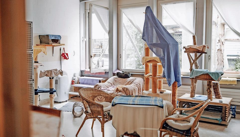 Wenn kein Catsitter gefunden wird, wenden sich viele Leute ans Katzenhaus. Bild: Roberta Fele