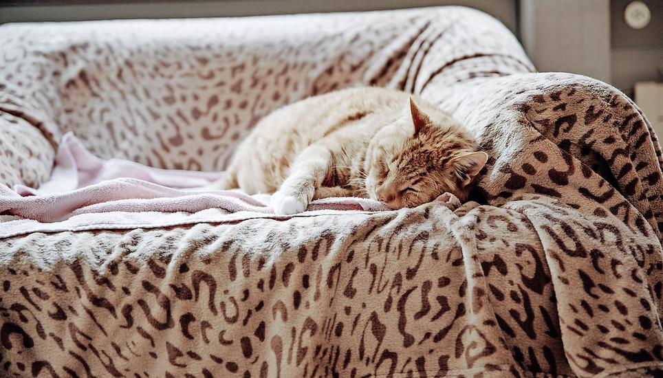 Ferien im Katzenhaus: Eine Katze schläft entspannt auf dem Sofa. Bild: Roberta Fele