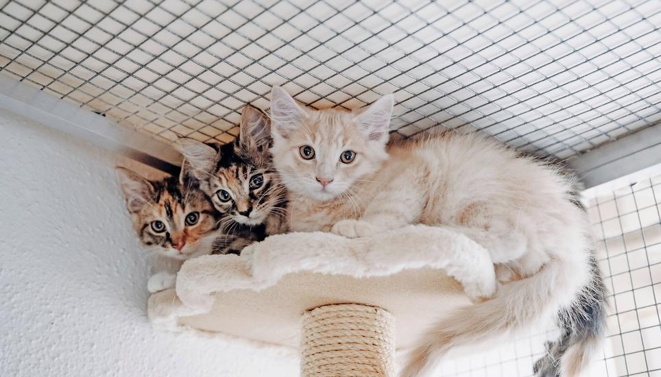 Besonders viele Mutterkatzen mit ihren Jungen sind in letzter Zeit ins Katzenhaus gekommen. Bild: Roberta Fele