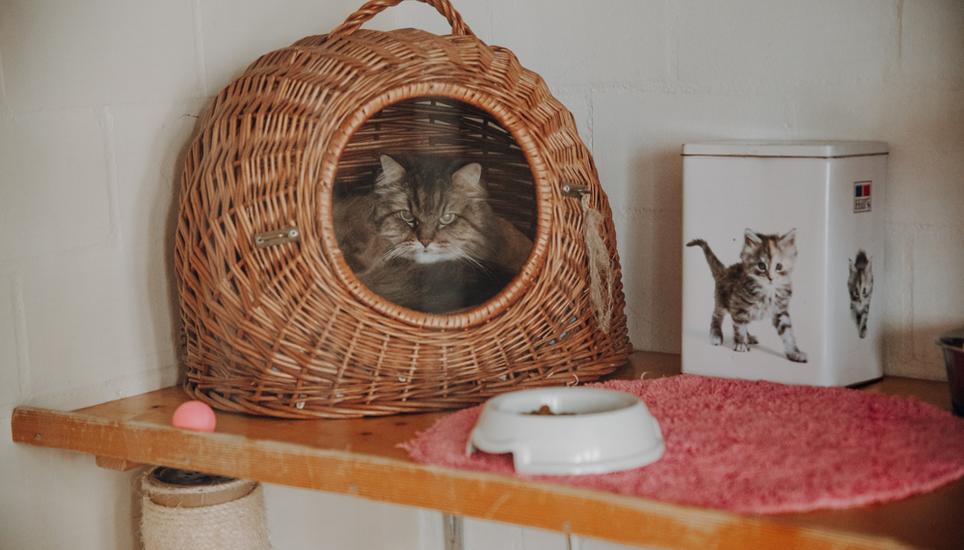 Diese Katze hat eines der heiss begehrten «Hotelzimmer» im Katzenhaus ergattert. Bild: Roberta Fele