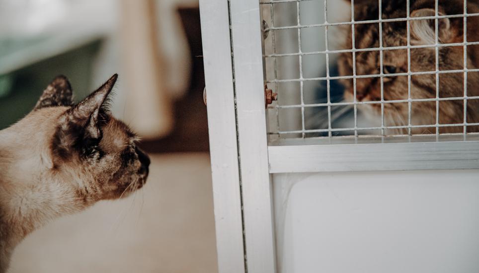 Dass das Katzenhaus so belebt ist, heisst auch, dass es mehr Spielgefährten für die Vierbeiner gibt. Bild: Roberta Fele