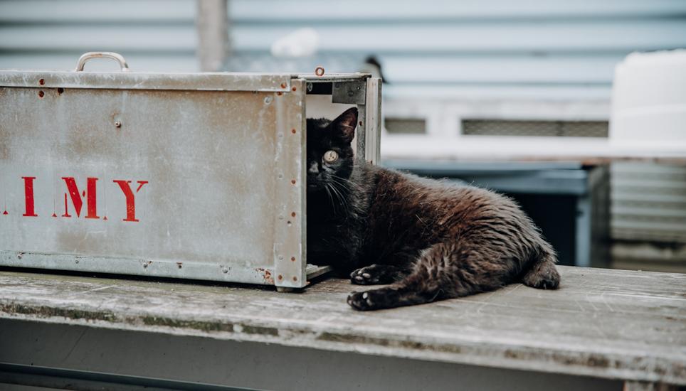 Besuche im Katzenhaus erfolgen nach telefonischer Anmeldung. Bild: Roberta Fele