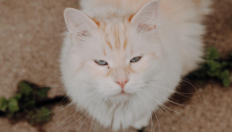 Aktuell leben verhältnismässig viele zutrauliche Büsis im Katzenhaus. Bild: Roberta Fele