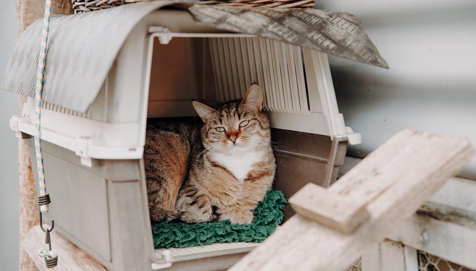 Im Normalfall steigt das Interesse für eine Katzen-Adoption nach den Sommerferien. Bild: Roberta Fele
