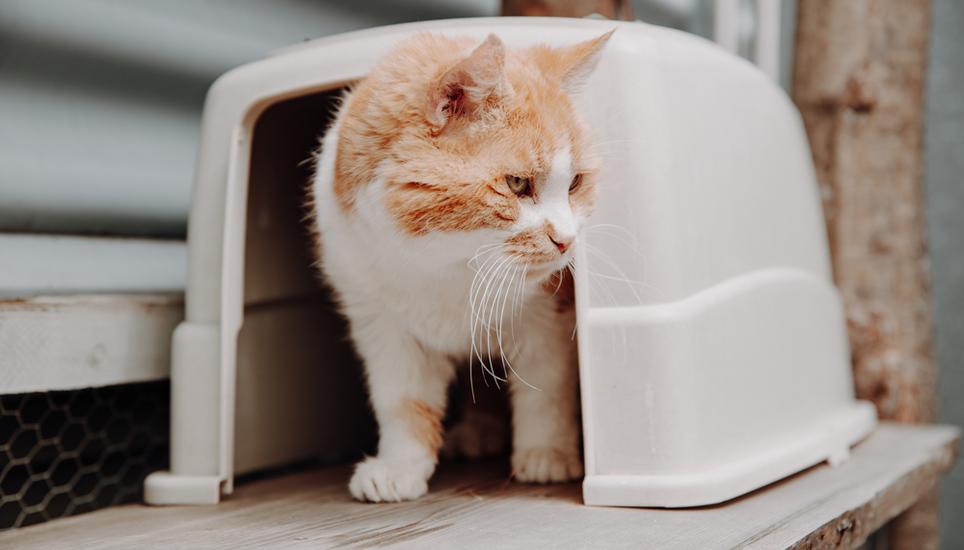 Die Zahl an Ferienplätzen im Katzenhaus wird trotz der Nachfrage nicht erhöht, um weiterhin Platz für Findelkatzen zu gewährleisten. Bild: Roberta Fele