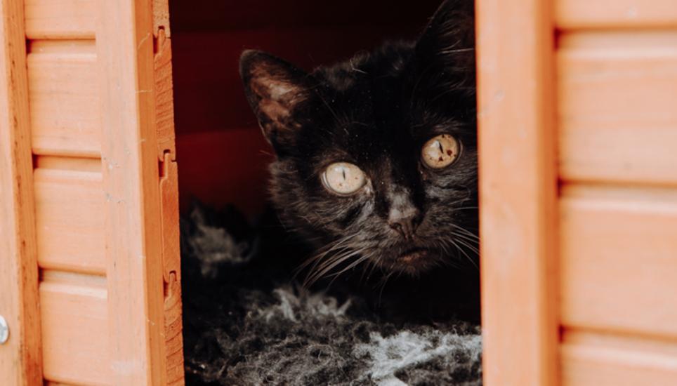 Anfragen von Personen, die gerne eine Katze adoptieren möchten, würden aktuell fast keine mehr kommen. Bild: Roberta Fele