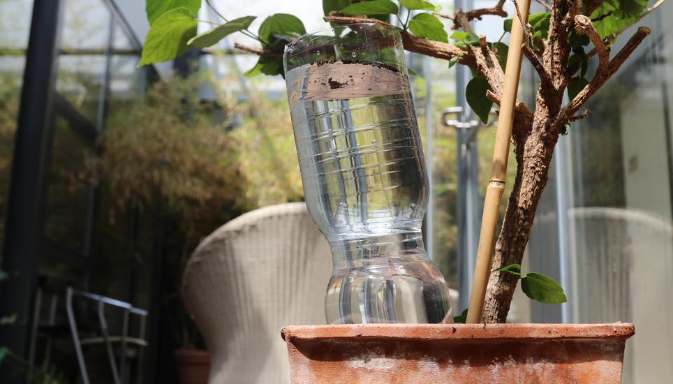 Um ein paar Tage länger über die Runden zu kommen, kann man beispielsweise eine mit Wasser gefüllte PET-Flasche kopfüber in die Erde stecken. Bild: Eva Kunz