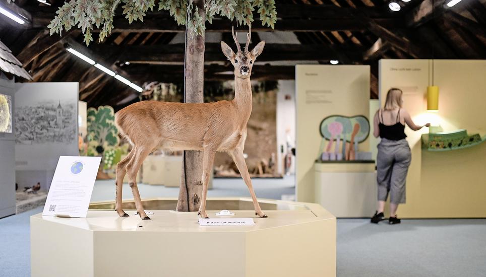 Veraltet, aber publikumsstark: Einen Anfang nahm der jetzt geplante Entwicklungsschub mit den Überlegungen, wie und wo im grössten Universalmuseum der Schweiz die naturkundliche Abteilung aufgewertet werden kann. Bild: Melanie Duchene