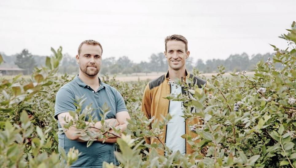 Die innovativen Biobeeren-Produzenten Christoph und Simon Räss inmitten ihrer Aronia-Sträucher. Bild: Roberta Fele