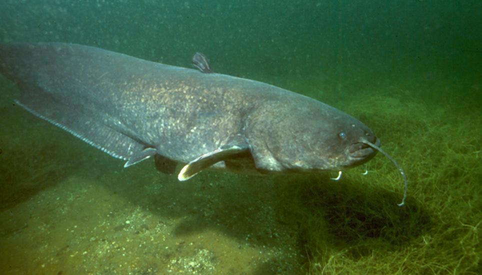 Vor Welsen im Rhein muss man sich nicht unbedingt fürchten. Bild: Wikimedia