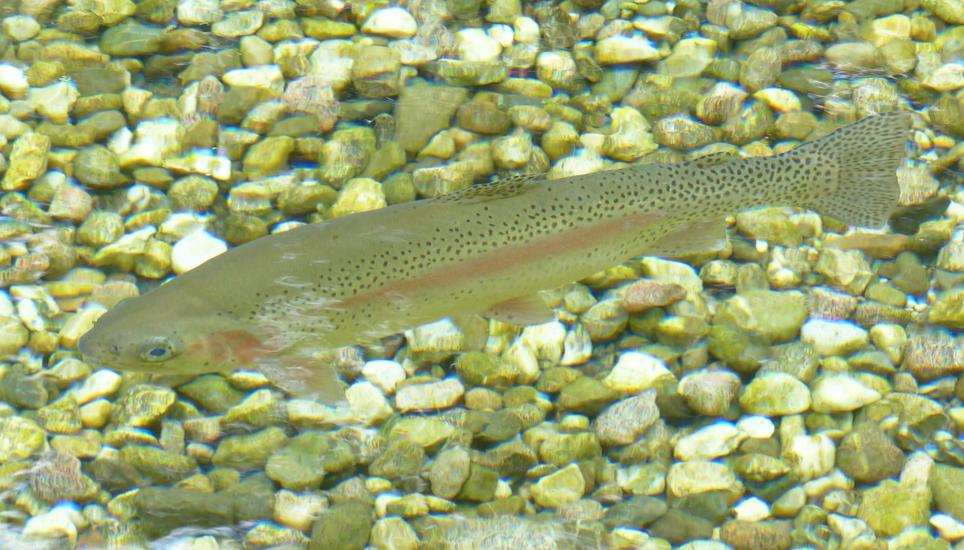 Der Sauerstoffbedarf von Forellen ist hoch. In warmem Wasser löst sich weniger Sauerstoff. Symbolbild: Pixabay