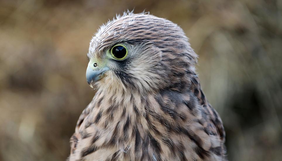 Unter anderem wurde ein Falke angeschossen. Symbolbild: Pixabay