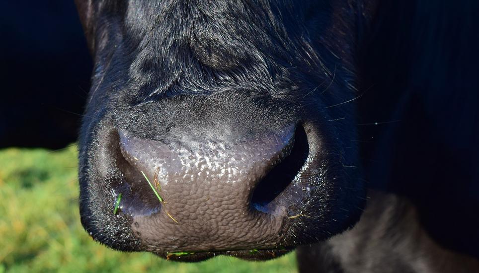 Der Stier verletzte den Landwirt so schwer, dass dieser ins Spital geflogen werden musste. Symbolbild: Pixabay