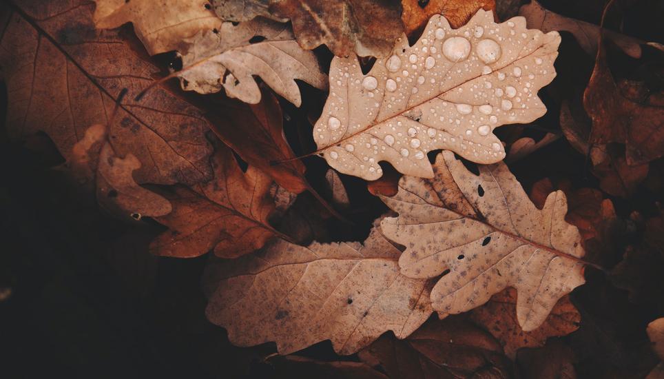 Die Prognosen für den restlichen Herbst sind noch ungewiss. Bild: Pexels