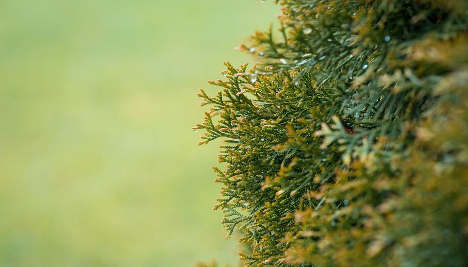 Der Vorfall ereignete sich an einem mit hohen Hecken gesäumten Weg zwischen einem Wohngebiet und der Grundschule Griessen. Symbolbild: Pixabay