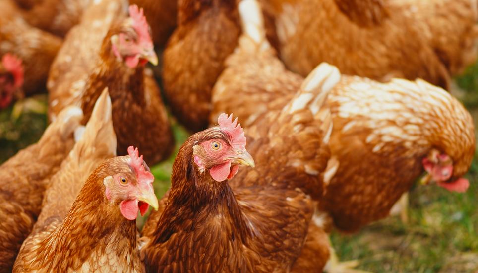 Auch auf Höfen mit Hobbytierhaltung, beispielsweise von Hühnern, müssen gesetzliche Bestimmungen eingehalten werden. Bild: Pexels