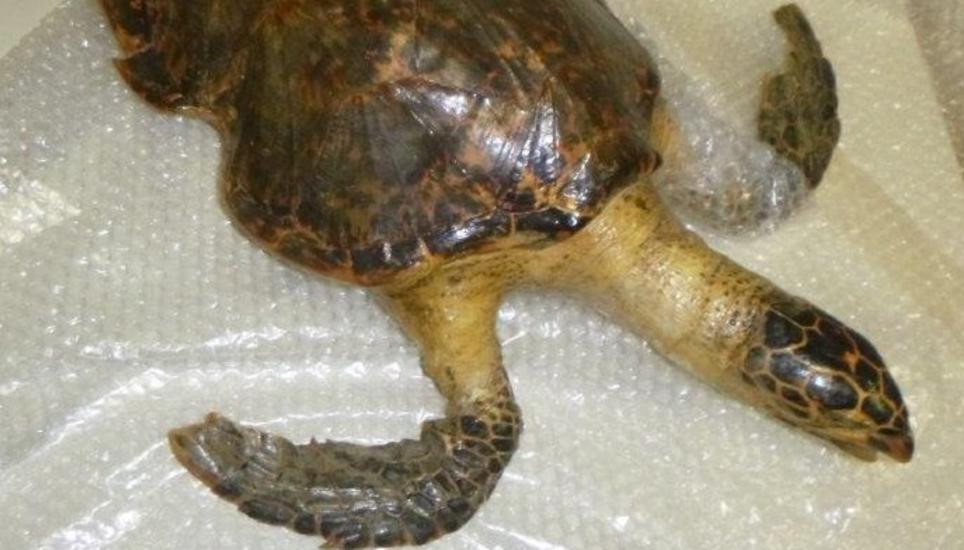 Eine präparierte Karettschildkröte wurde am Zollamt Neuhaus beschlagnahmt. Bild: Hauptzollamt Singen