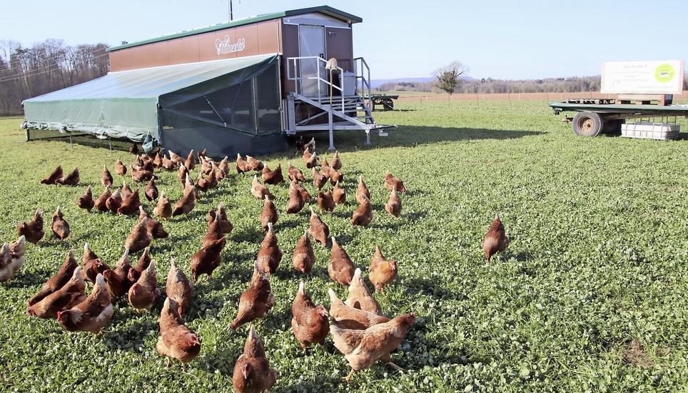 Die derzeit grassierende Vogelgrippe sorgt dafür, dass sich Hühner im und um das Rafzerfeld vorerst nicht mehr im Freien aufhalten dürfen. Bild: Roland Müller