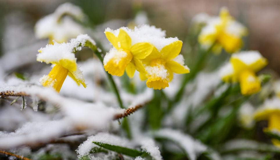 Auch mit Schnee darf in den nächsten Tagen gerechnet werden. Bild: Melanie Duchene