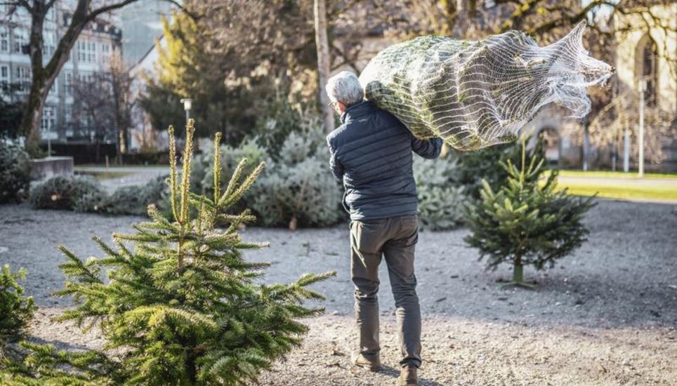 Ob buschig oder schlank, auch der späte Kunde findet unter anderem im Mosergarten einen Baum nach seinen Vorstellungen. Bild: Melanie Duchene