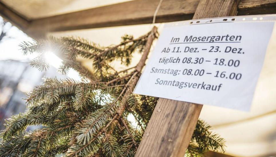 Ob buschig oder schlank, auch der späte Kunde findet unter anderem im Mosergarten einen Baum nach seinen Vorstellungen. Bild: Melanie Duchene