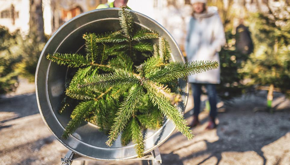 Um den Baum für den Transport bereit zu machen, lässt Schmid ihn durch den Christbaumverpackungstrichter. Bild: Melanie Duchene